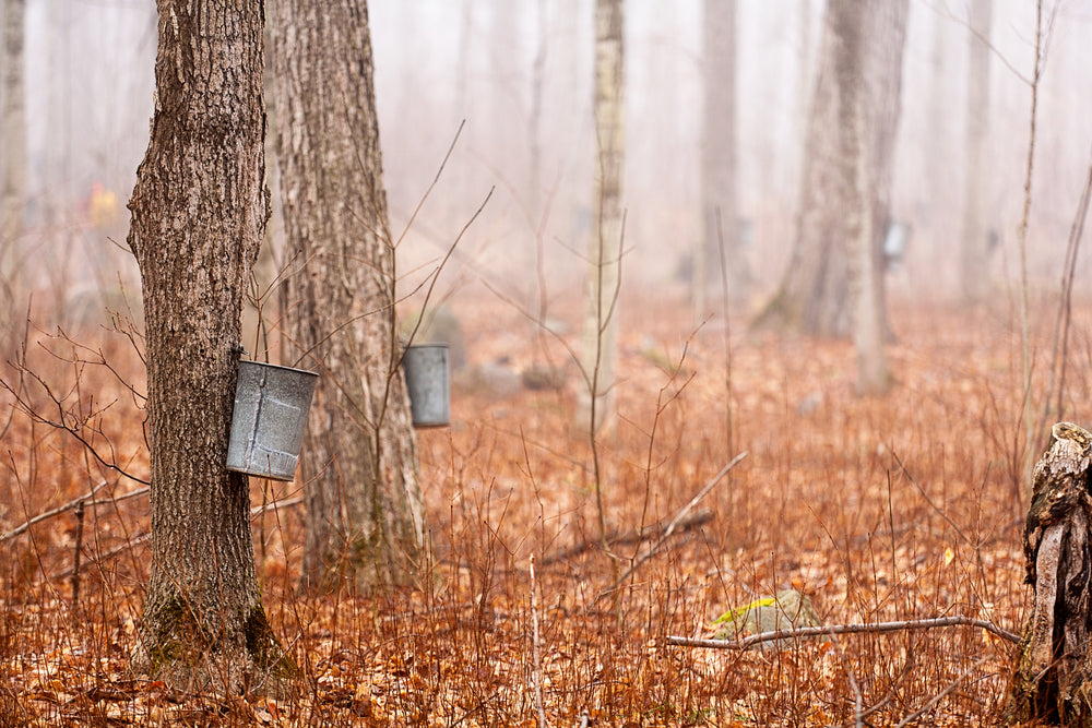 The Maple Tree's Legacy