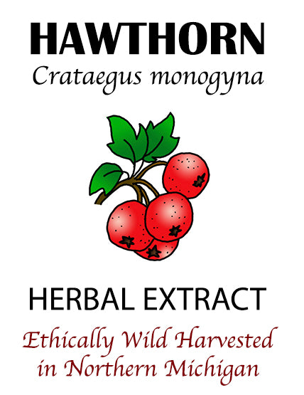 Fresh Hawthorn Berry Tincture
